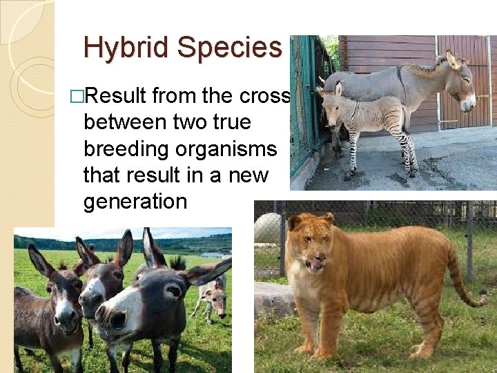 Hybrid Species �Result from the cross between two true breeding organisms that result in