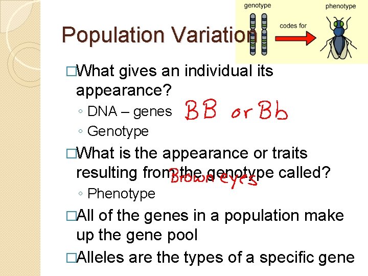 Population Variation �What gives an individual its appearance? ◦ DNA – genes ◦ Genotype