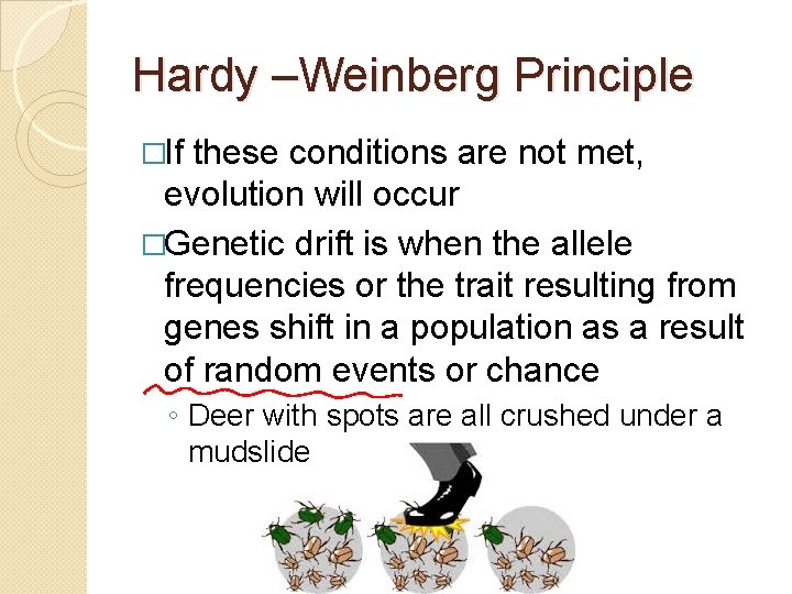 Hardy –Weinberg Principle �If these conditions are not met, evolution will occur �Genetic drift