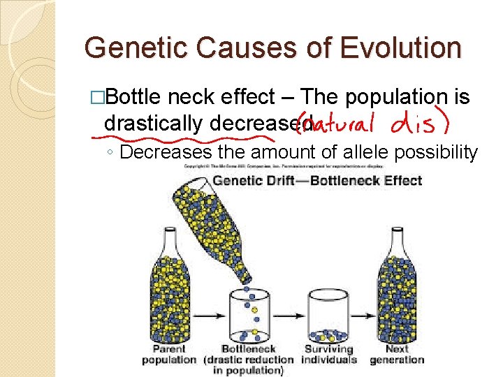 Genetic Causes of Evolution �Bottle neck effect – The population is drastically decreased ◦