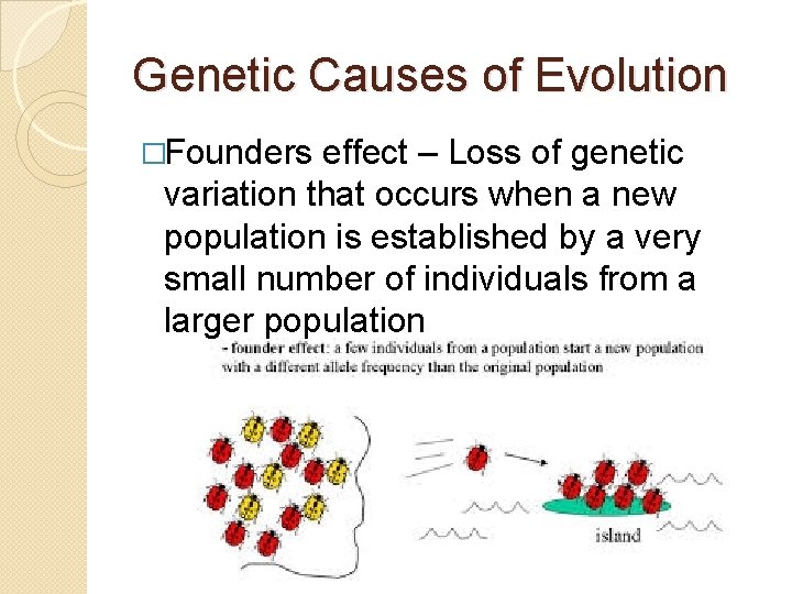 Genetic Causes of Evolution �Founders effect – Loss of genetic variation that occurs when