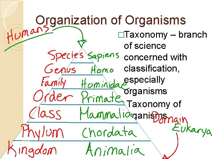 Organization of Organisms �Taxonomy – branch of science concerned with classification, especially organisms �