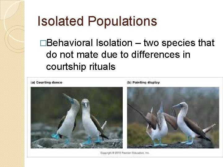 Isolated Populations �Behavioral Isolation – two species that do not mate due to differences