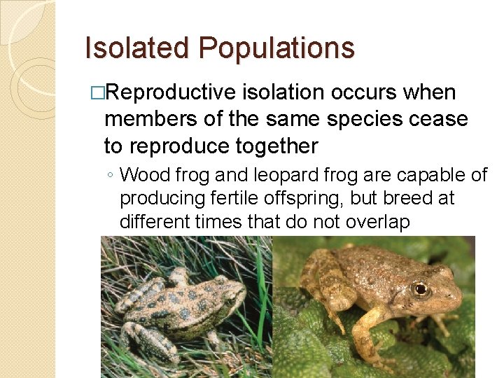 Isolated Populations �Reproductive isolation occurs when members of the same species cease to reproduce