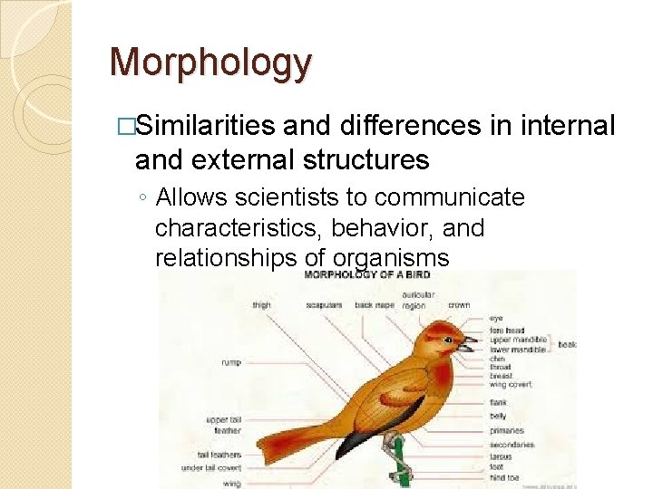 Morphology �Similarities and differences in internal and external structures ◦ Allows scientists to communicate