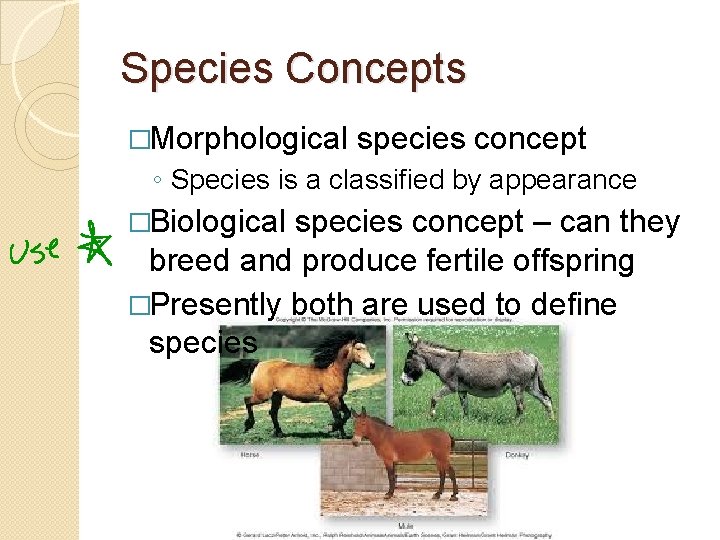 Species Concepts �Morphological species concept ◦ Species is a classified by appearance �Biological species