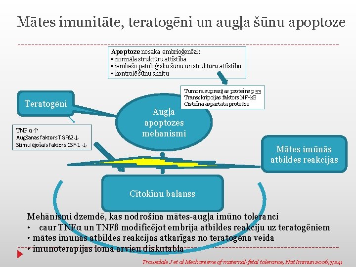 Mātes imunitāte, teratogēni un augļa šūnu apoptoze Apoptoze nosaka embrioģenēzi: • normāla struktūru attīstība