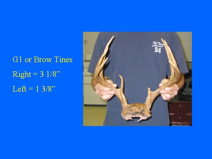 G 1 or Brow Tines Right = 3 1/8” Left = 1 3/8” 