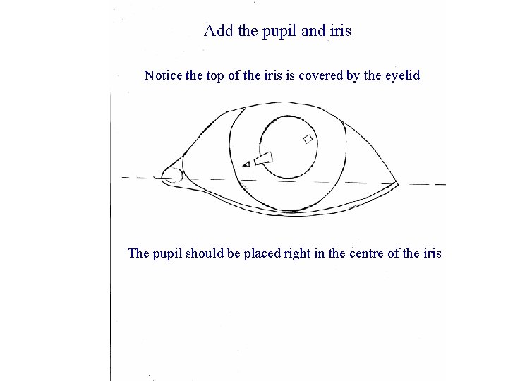 Add the pupil and iris Notice the top of the iris is covered by