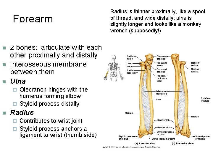 Forearm n n n 2 bones: articulate with each other proximally and distally Interosseous