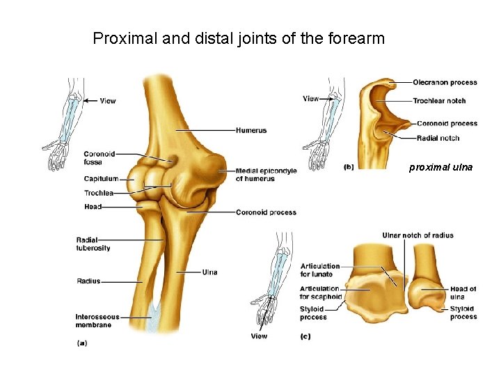 Proximal and distal joints of the forearm proximal ulna 