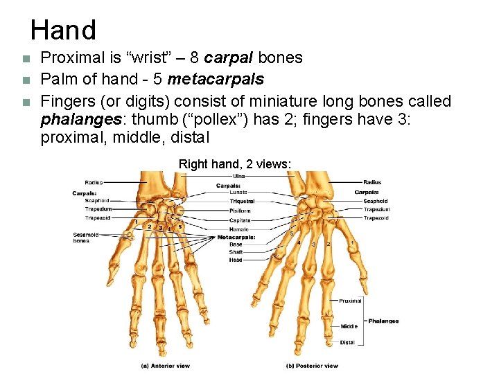 Hand n n n Proximal is “wrist” – 8 carpal bones Palm of hand