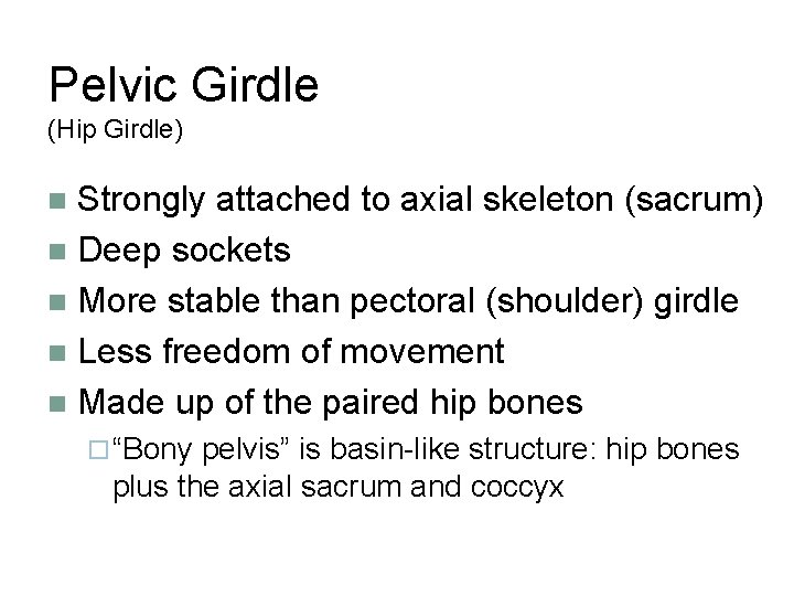 Pelvic Girdle (Hip Girdle) Strongly attached to axial skeleton (sacrum) n Deep sockets n