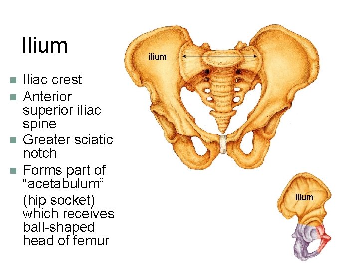 Ilium n n Iliac crest Anterior superior iliac spine Greater sciatic notch Forms part