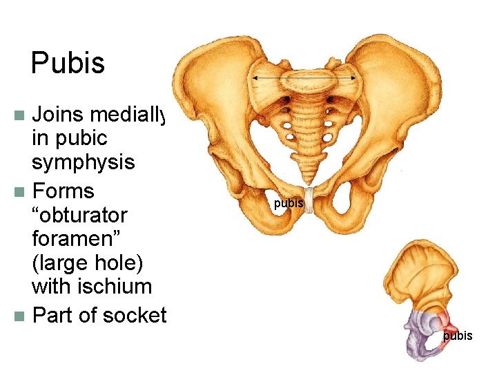 Pubis Joins medially in pubic symphysis n Forms “obturator foramen” (large hole) with ischium