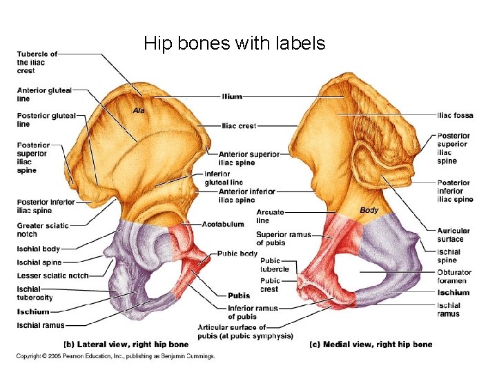 Hip bones with labels 