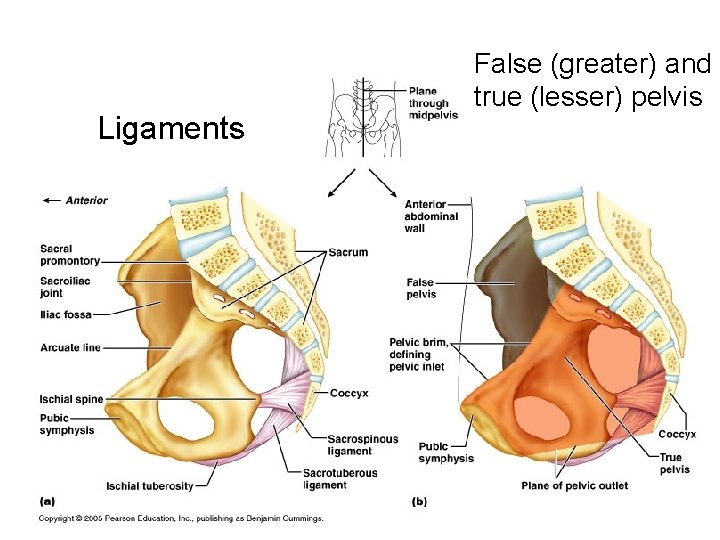 Ligaments False (greater) and true (lesser) pelvis 