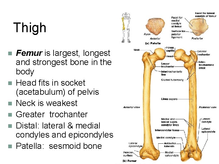 Thigh n n n Femur is largest, longest and strongest bone in the body