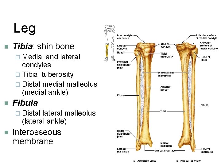 Leg n Tibia: shin bone ¨ Medial and lateral condyles ¨ Tibial tuberosity ¨