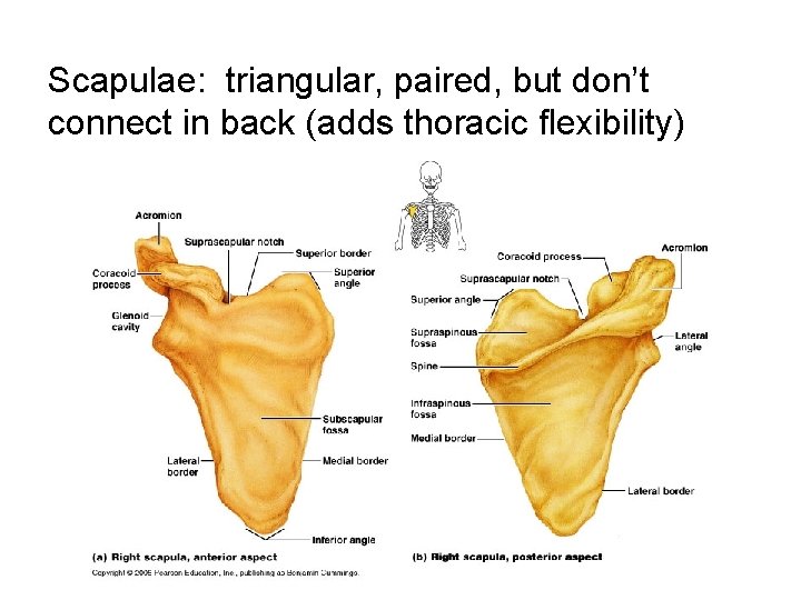 Scapulae: triangular, paired, but don’t connect in back (adds thoracic flexibility) 