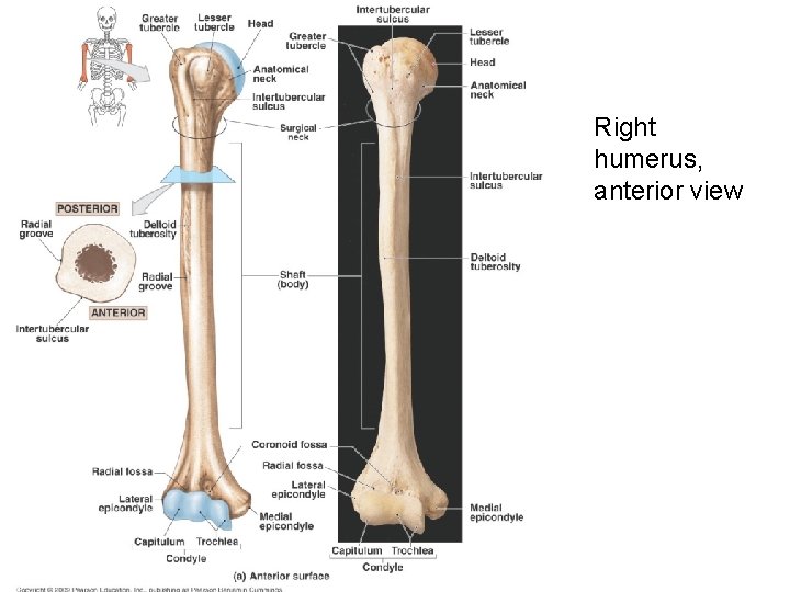 Right humerus, anterior view 