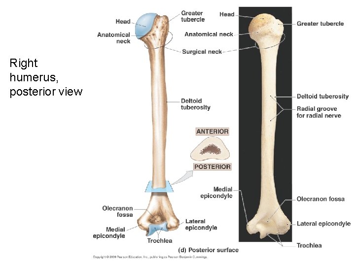 Right humerus, posterior view 