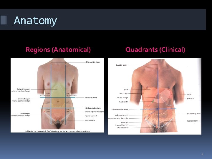 Anatomy Regions (Anatomical) Quadrants (Clinical) 4 