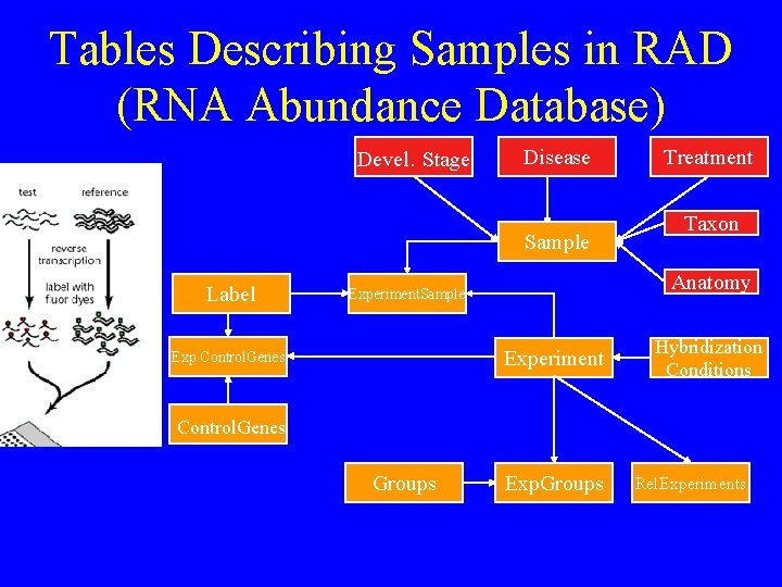 Tables Describing Samples in RAD (RNA Abundance Database) Devel. Stage Disease Sample Label Taxon Tables Describing Samples in RAD (RNA Abundance Database) Devel. Stage Disease Sample Label Taxon