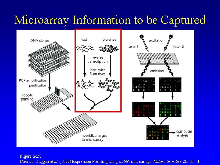 Microarray Information to be Captured Figure from: David J. Duggan et al. (1999) Expression Microarray Information to be Captured Figure from: David J. Duggan et al. (1999) Expression