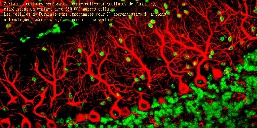 Certaines cellules cérébrales, comme celles-ci (cellules de Purkinje), établissent un contact avec 250 000