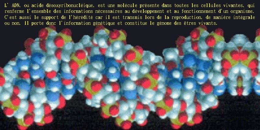 L’ADN, ou acide désoxyribonucléique, est une molécule présente dans toutes les cellules vivantes, qui
