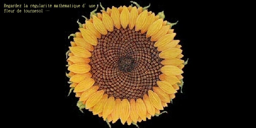 Regardez la régularité mathématique d’une fleur de tournesol … 