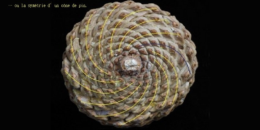 … ou la symétrie d’un cône de pin. 