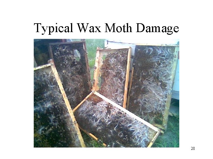 Typical Wax Moth Damage 28 
