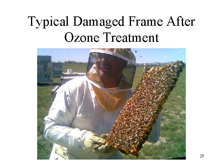 Typical Damaged Frame After Ozone Treatment 29 