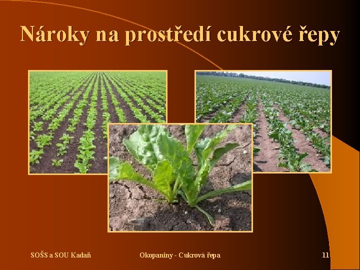 Nároky na prostředí cukrové řepy SOŠS a SOU Kadaň Okopaniny - Cukrová řepa 11