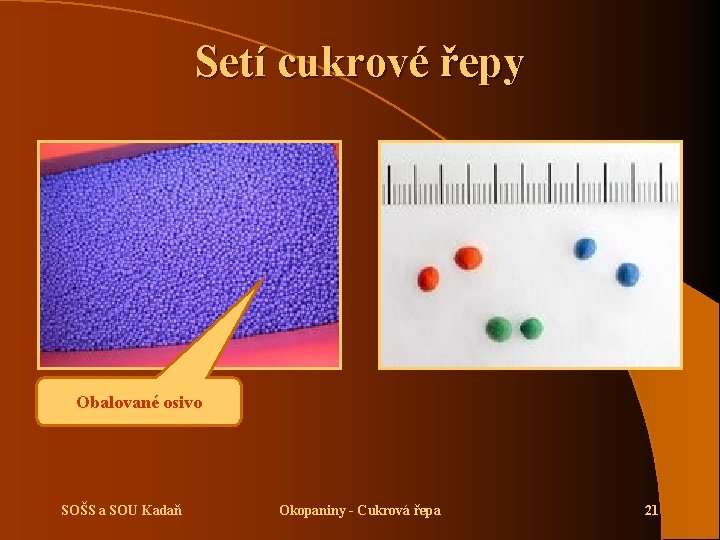 Setí cukrové řepy Obalované osivo SOŠS a SOU Kadaň Okopaniny - Cukrová řepa 21