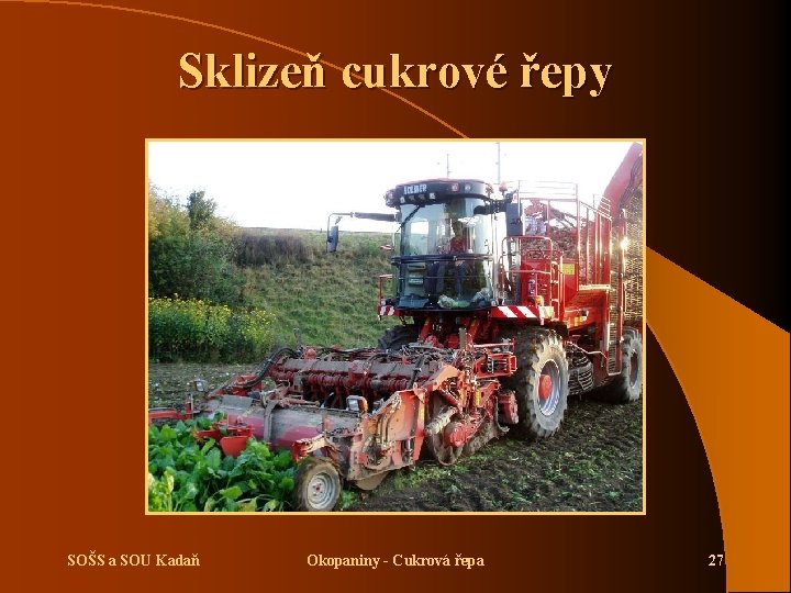 Sklizeň cukrové řepy SOŠS a SOU Kadaň Okopaniny - Cukrová řepa 27 