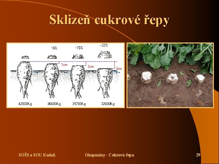 Sklizeň cukrové řepy SOŠS a SOU Kadaň Okopaniny - Cukrová řepa 29 