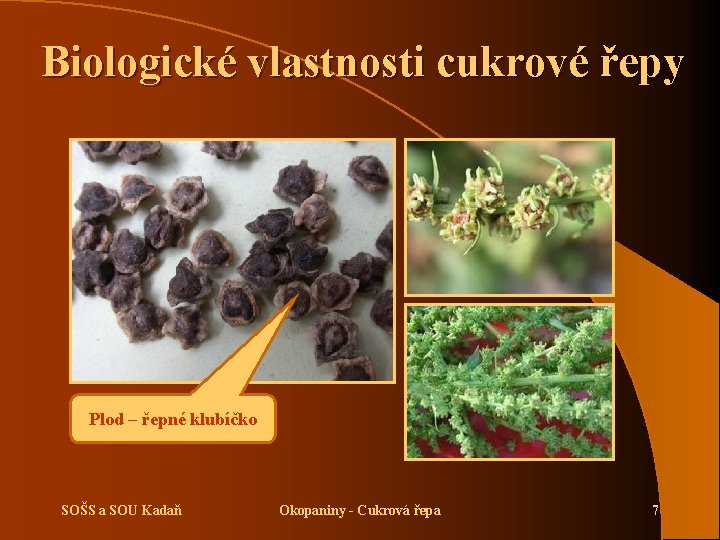 Biologické vlastnosti cukrové řepy Plod – řepné klubíčko SOŠS a SOU Kadaň Okopaniny -