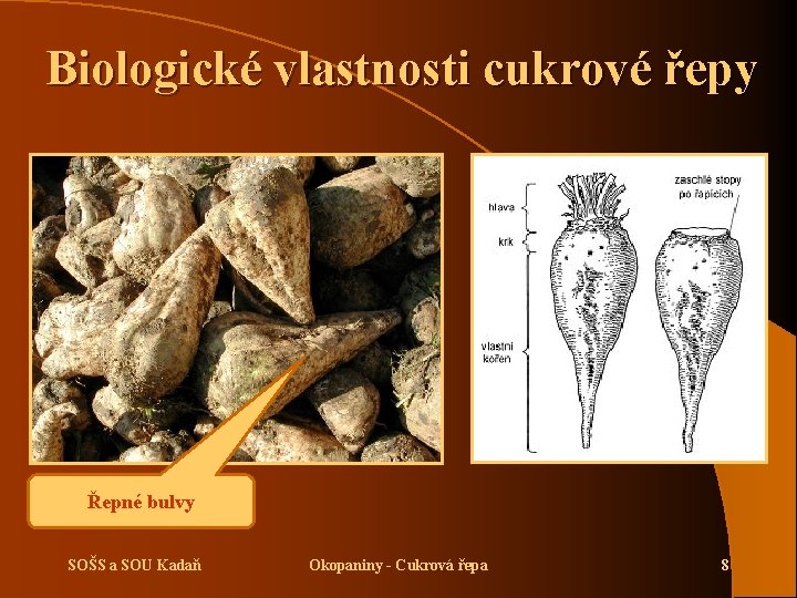 Biologické vlastnosti cukrové řepy Řepné bulvy SOŠS a SOU Kadaň Okopaniny - Cukrová řepa