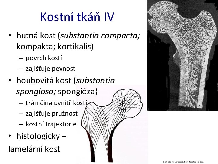 Kostní tkáň IV • hutná kost (substantia compacta; kompakta; kortikalis) – povrch kostí –