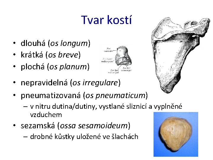 Tvar kostí • dlouhá (os longum) • krátká (os breve) • plochá (os planum)