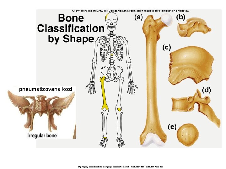 pneumatizovaná kost http: //legacy. owensboro. kctcs. edu/gcaplan/anat/notes/api%20 notes%20 h%20 skeletal%20 features. htm 