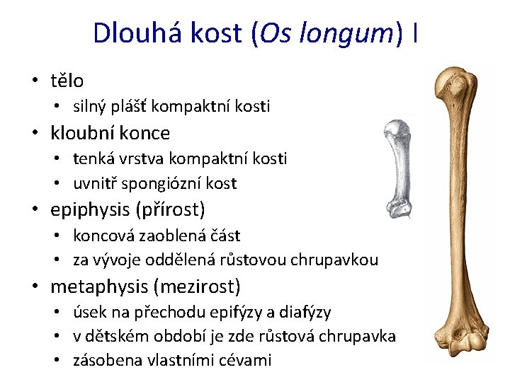 Dlouhá kost (Os longum) I • tělo • silný plášť kompaktní kosti • kloubní