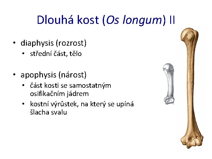 Dlouhá kost (Os longum) II • diaphysis (rozrost) • střední část, tělo • apophysis