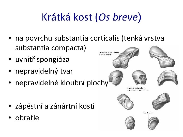 Krátká kost (Os breve) • na povrchu substantia corticalis (tenká vrstva substantia compacta) •