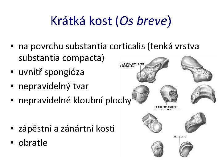 Krátká kost (Os breve) • na povrchu substantia corticalis (tenká vrstva substantia compacta) •