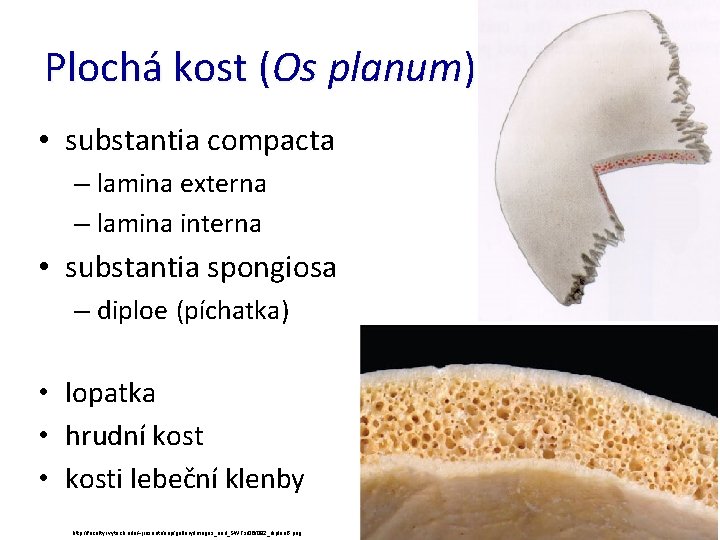 Plochá kost (Os planum) • substantia compacta – lamina externa – lamina interna •