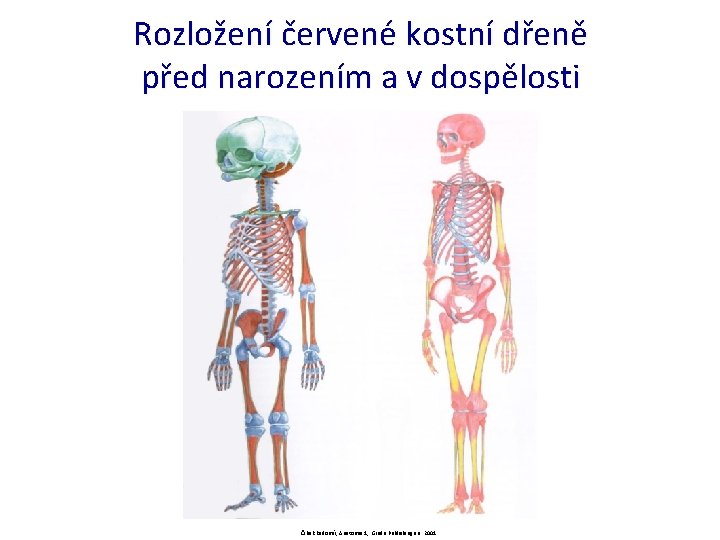 Rozložení červené kostní dřeně před narozením a v dospělosti Čihák Radomír, Anatomie 1, Grada